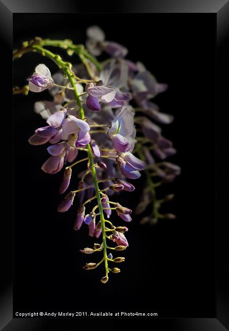 Wisteria Sinensis Framed Print by Andy Morley