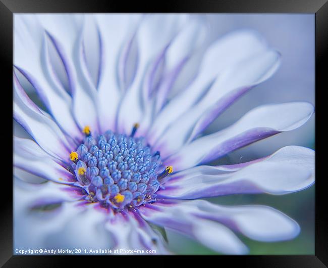 Osteospermum Framed Print by Andy Morley