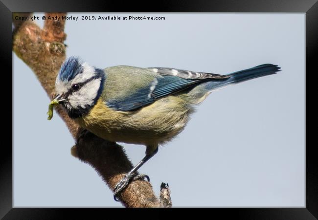 Blue Tit Framed Print by Andy Morley
