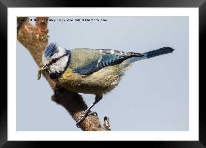 Blue Tit Framed Mounted Print by Andy Morley