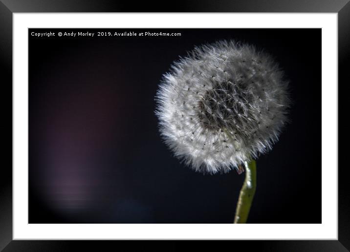 Dandelion Clock Framed Mounted Print by Andy Morley