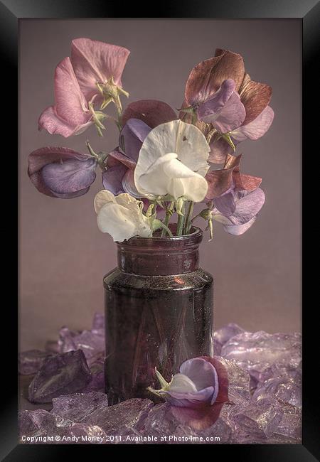 Sweet Pea Framed Print by Andy Morley