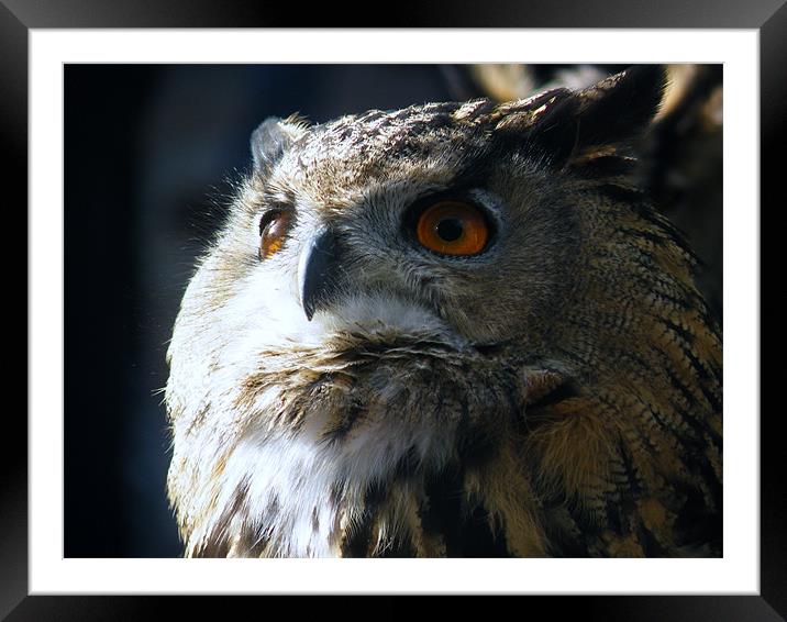eagle owl Framed Mounted Print by malcolm maclean