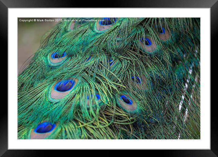  Shining peacock feathers Framed Mounted Print by Mark Gorton