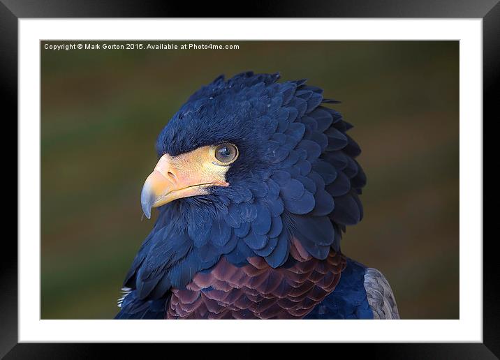  Stunning Bateleur Eagle Framed Mounted Print by Mark Gorton