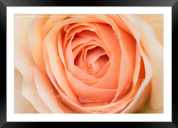  Perfectly Pink Rose Framed Mounted Print by Mark Gorton