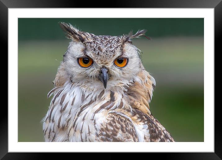  Indian Eagle Owl Framed Mounted Print by Mark Gorton
