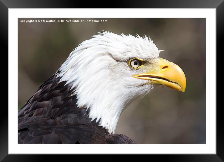  Frowning Bald Eagle Framed Mounted Print by Mark Gorton