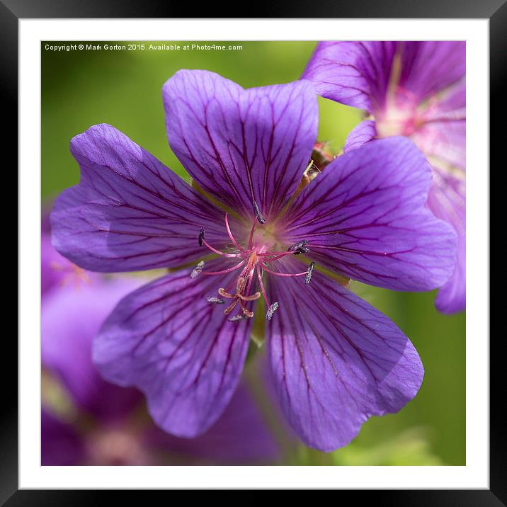 Sticky Purple Geranium Framed Mounted Print by Mark Gorton