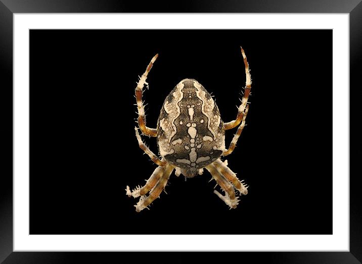 Araneus Diadematus Framed Mounted Print by C.C Photography