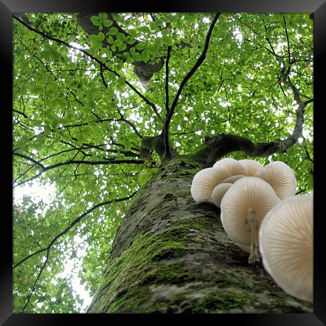 Tehidy Woods: Tree with Porcelain Cap Fungus Framed Print by C.C Photography