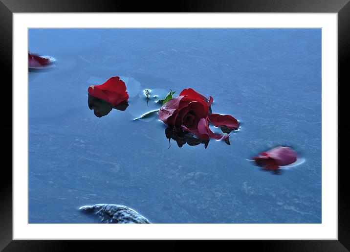 Rose Petals floating in water Framed Mounted Print by C.C Photography