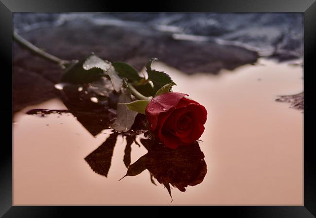 Red Rose Water Framed Print by C.C Photography