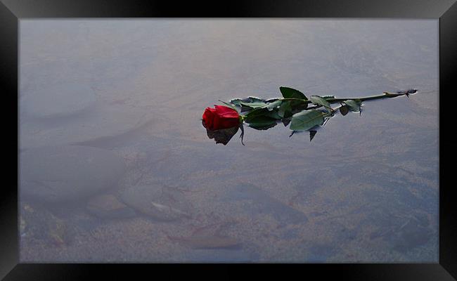 Red Rose floating in water Framed Print by C.C Photography