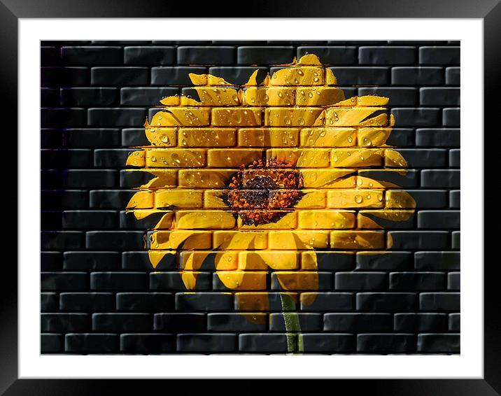 Yellow Wall Flower Framed Mounted Print by C.C Photography