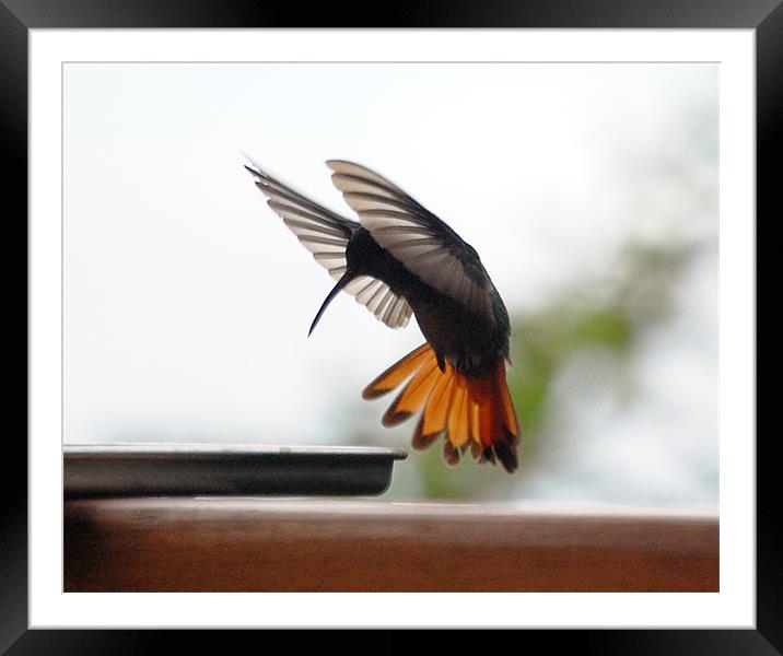 Hummingbird about to Dine Framed Mounted Print by james balzano, jr.