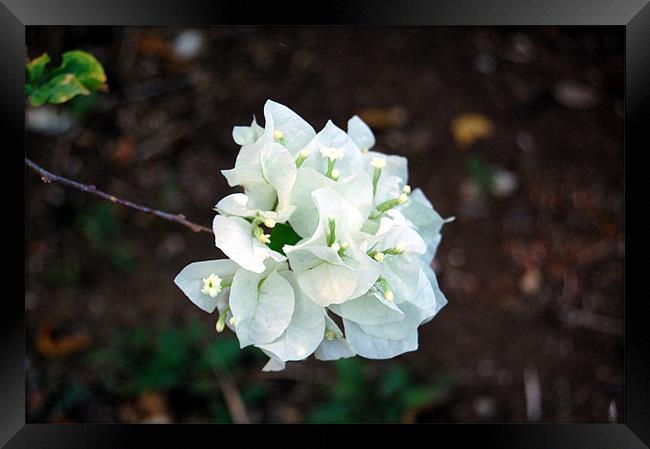 White Bougainvillea Framed Print by james balzano, jr.