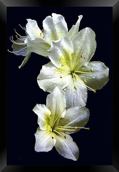 White Azalea Blossoms Framed Print by james balzano, jr.