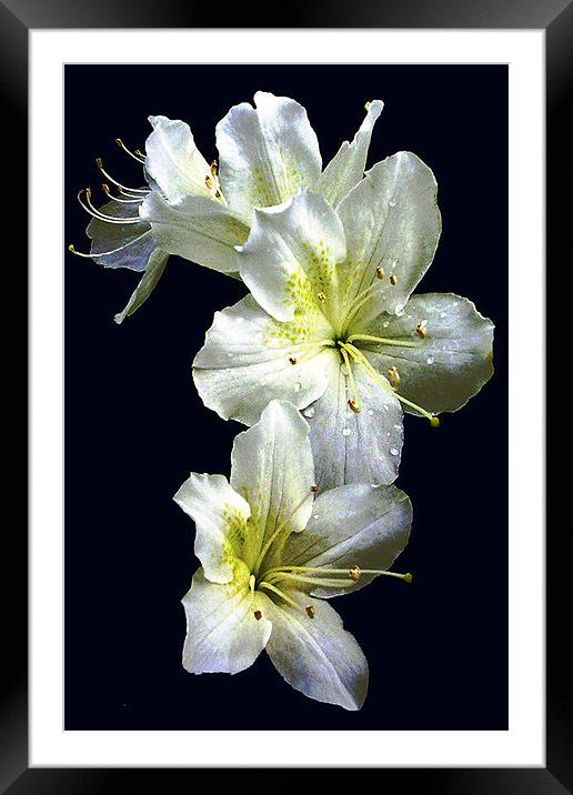 White Azalea Blossoms Framed Mounted Print by james balzano, jr.