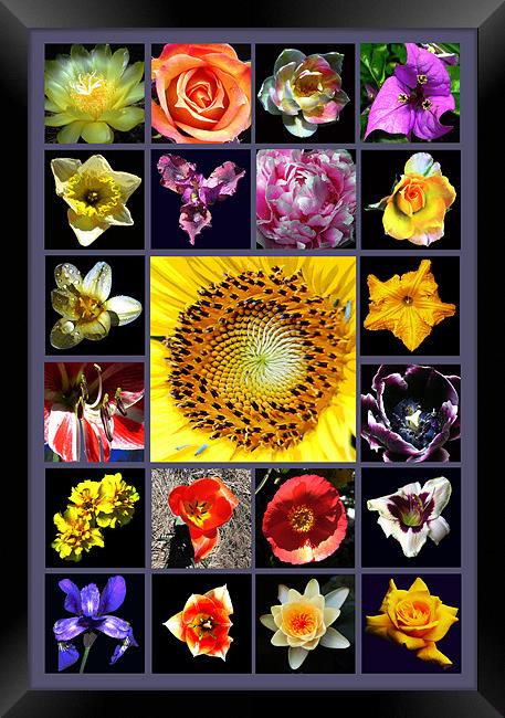 Floral Composite Framed Print by james balzano, jr.