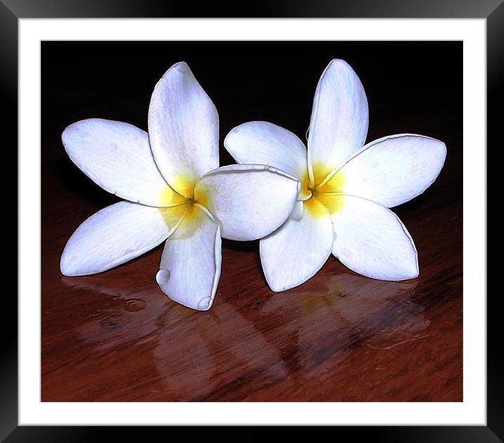 White Tropical Flowers Framed Mounted Print by james balzano, jr.