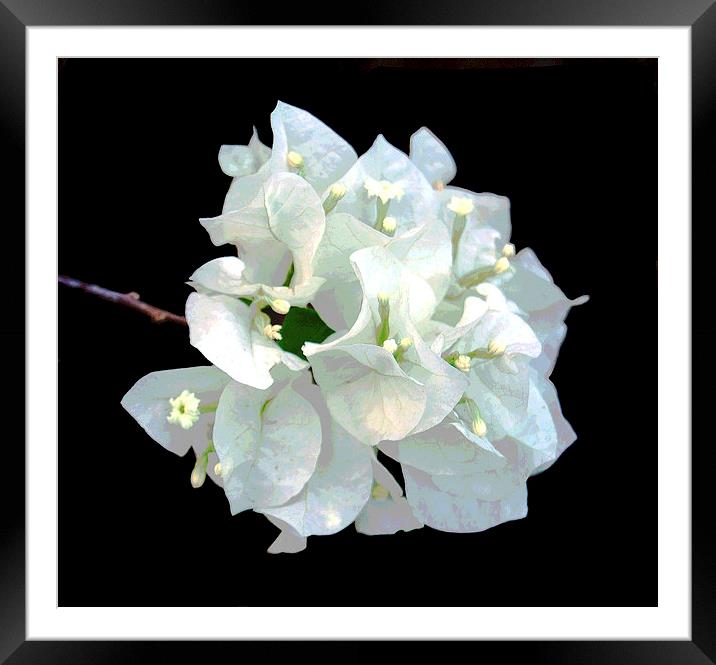 White Flora Framed Mounted Print by james balzano, jr.