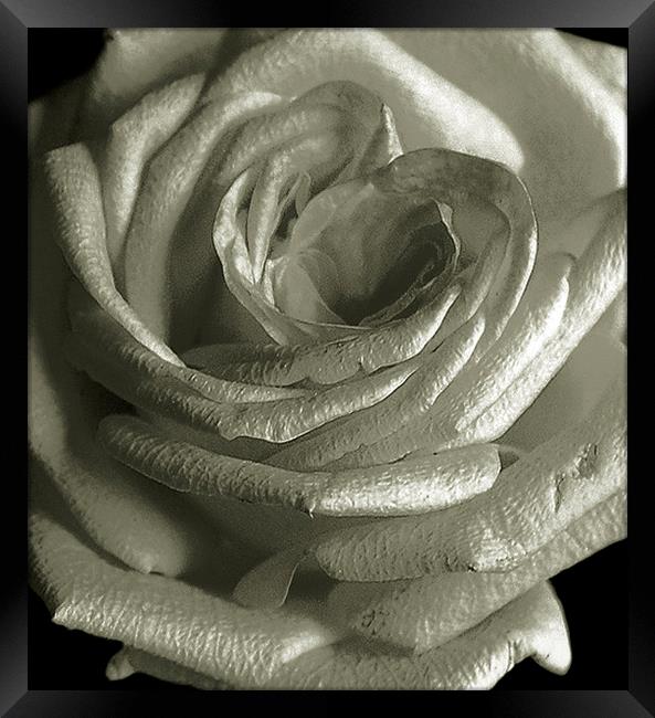 Close up Rose Framed Print by james balzano, jr.