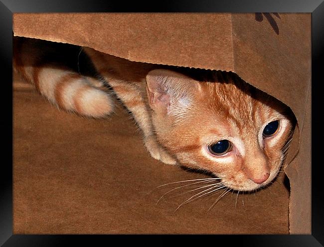 Kitten in a Bag Framed Print by james balzano, jr.