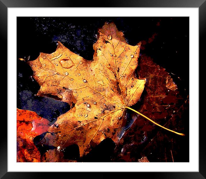 Leaf in Pond Framed Mounted Print by james balzano, jr.