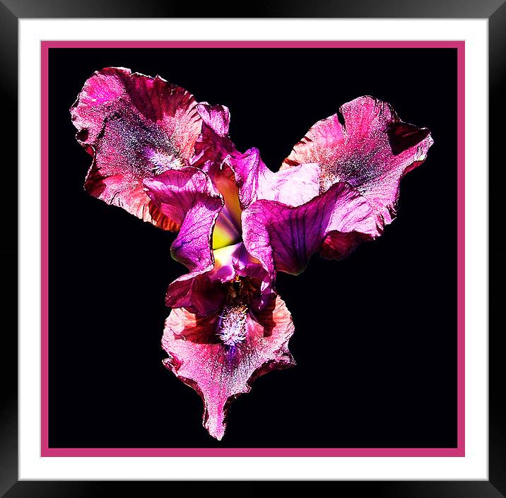 Colordful Japanese Iris Framed Mounted Print by james balzano, jr.