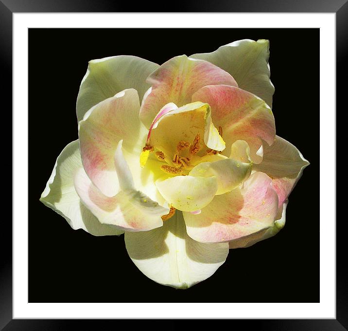 Delicately Colored Blossom Framed Mounted Print by james balzano, jr.
