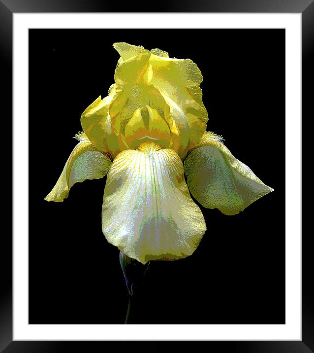 Posterized Yellow Iris Framed Mounted Print by james balzano, jr.