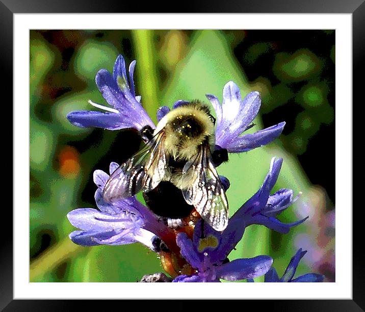 Honeybee Close Up Framed Mounted Print by james balzano, jr.