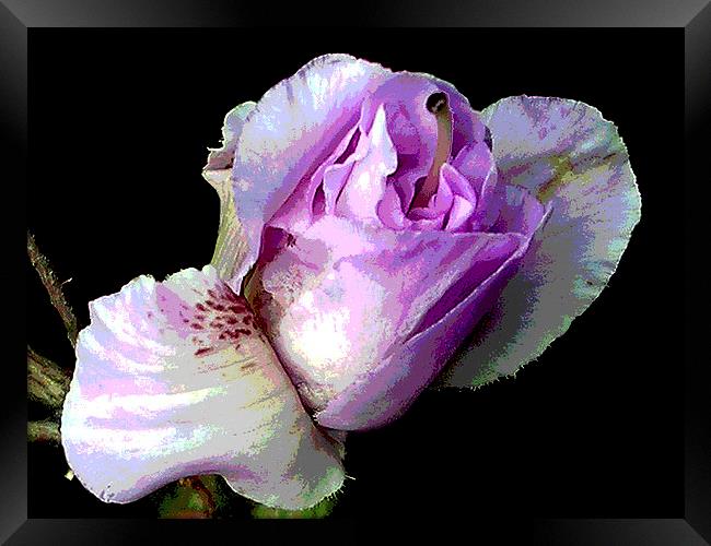 Close-Up Blossom Framed Print by james balzano, jr.