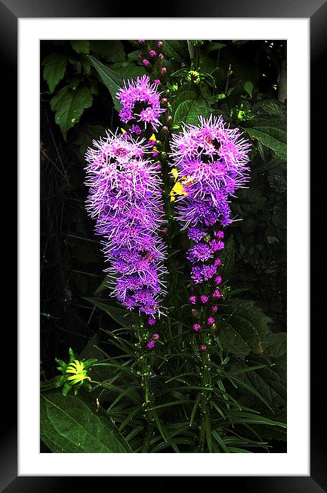 Glorious Flora Framed Mounted Print by james balzano, jr.