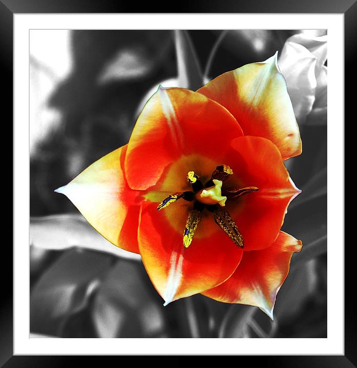 Tulip Framed Mounted Print by james balzano, jr.