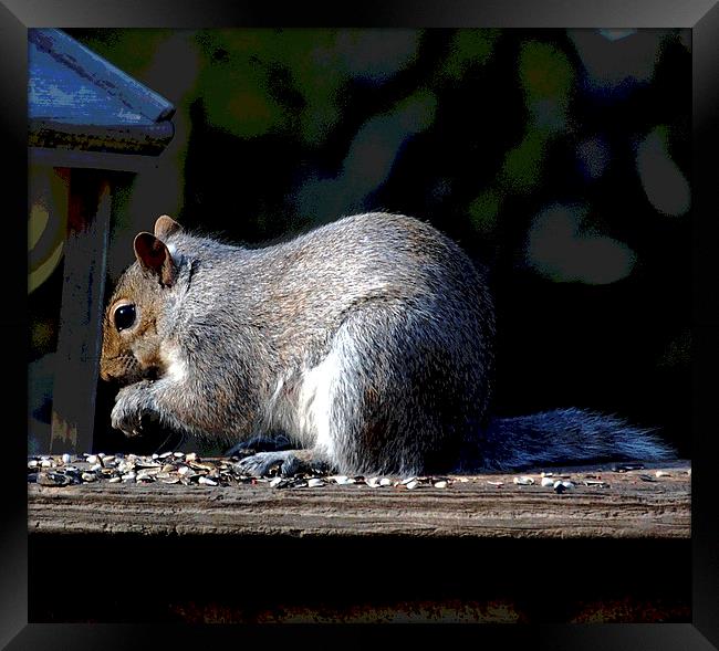 Squirrel at Lunch Framed Print by james balzano, jr.