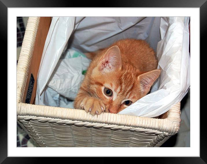 Cat in a Basket Framed Mounted Print by james balzano, jr.
