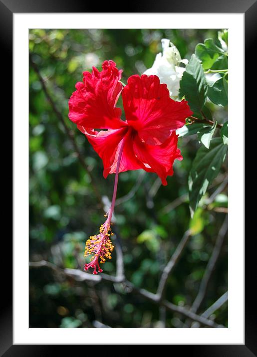 Beautiful Hibiscus Flower Framed Mounted Print by james balzano, jr.