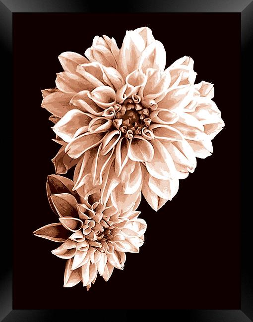 Floral Tritone Framed Print by james balzano, jr.