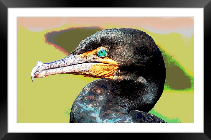 Colorful Comorant Framed Mounted Print by james balzano, jr.