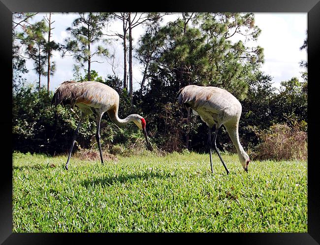 Two Great Blue Herons Framed Print by james balzano, jr.