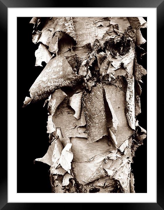Bark Galore Framed Mounted Print by james balzano, jr.