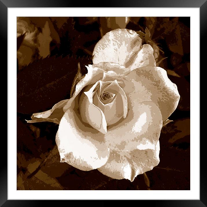 Tritone Rose Framed Mounted Print by james balzano, jr.