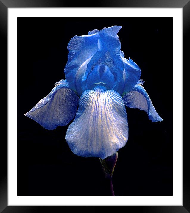 Blue Iris Framed Mounted Print by james balzano, jr.