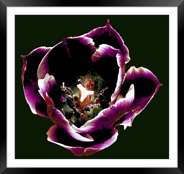 Purple Tulip Filled With Rain Framed Mounted Print by james balzano, jr.