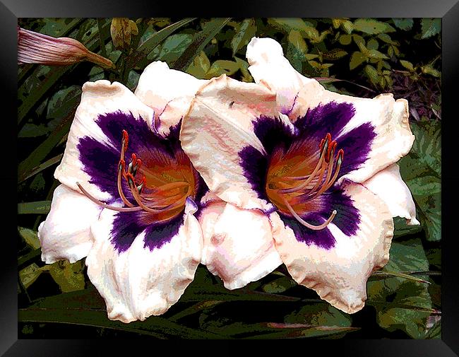 Two Colored Lily Framed Print by james balzano, jr.