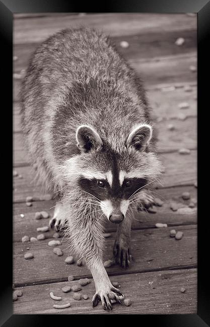 Raccoon Duotone Framed Print by james balzano, jr.