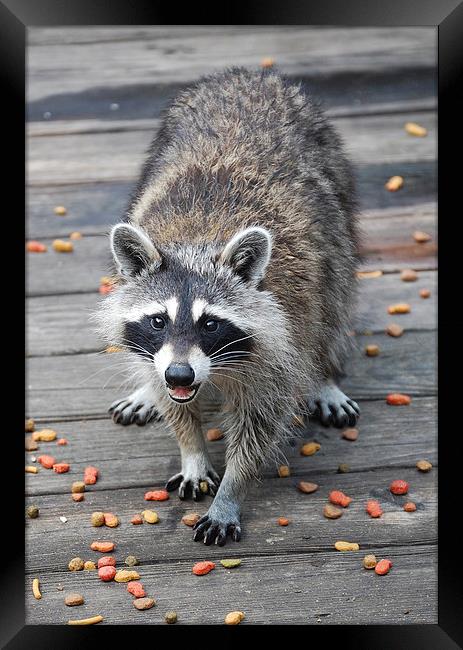 Young Female Raccoon Framed Print by james balzano, jr.