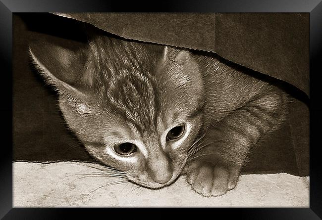  Duotone Cat in a Bag Framed Print by james balzano, jr.